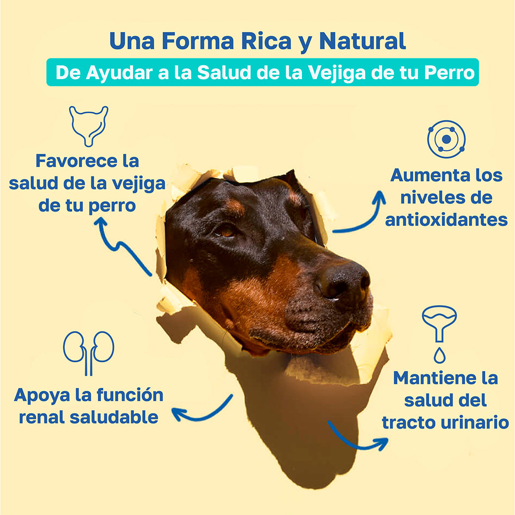 Suplemento para la vejiga para perros | Con arándano