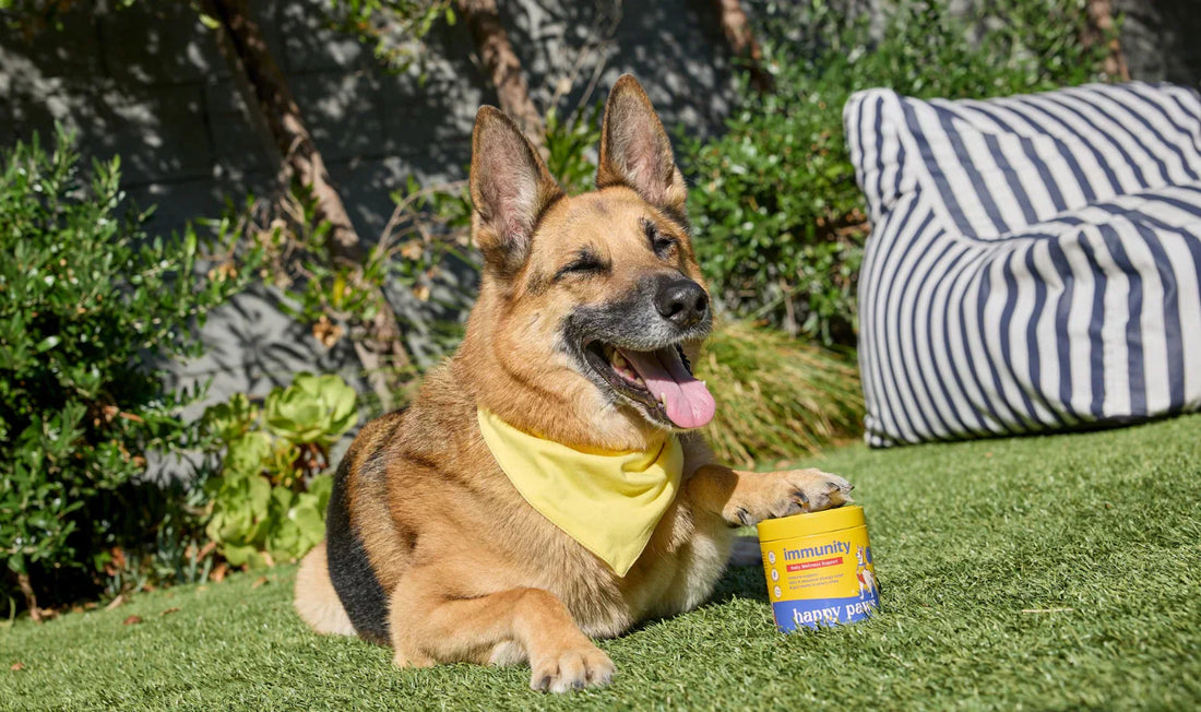 Mejores Suplementos para Perros con Alergias