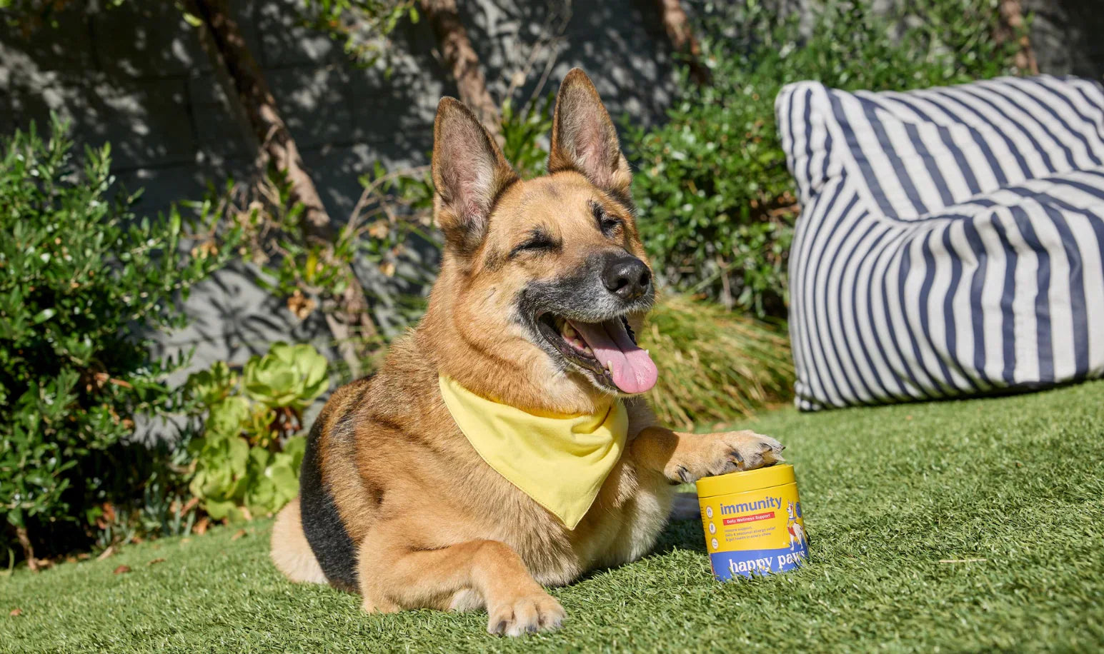 Mejores Suplementos para Perros con Alergias