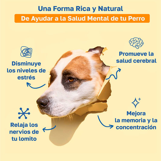 Suplemento cognitivo para perros | Con vitamina B y taurina