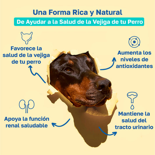 Suplemento para la vejiga para perros | Con arándano