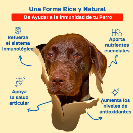 Suplemento para alergias en perros | Apoyo inmunológico diario
