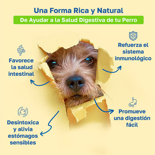 Suplemento digestivo y para la salud intestinal de perros | Con enzimas y probióticos