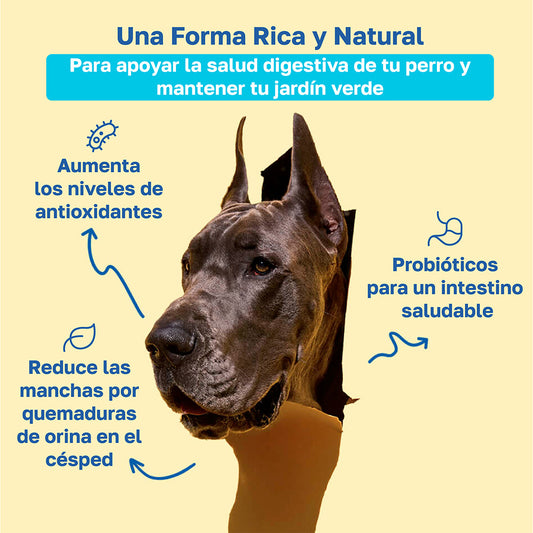 Suplemento para perros que cuida el césped | Con enzimas y probióticos