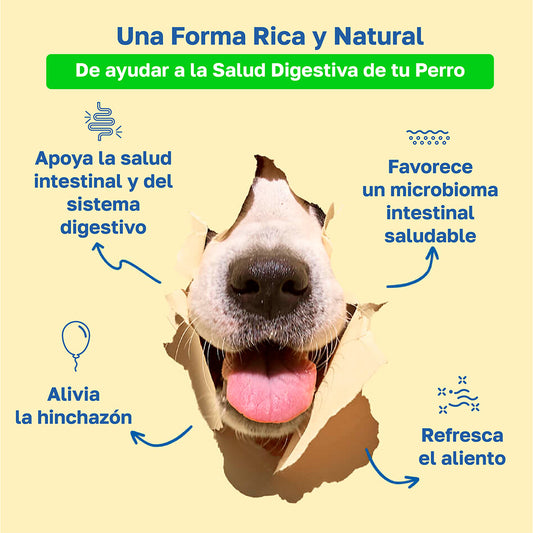Suplemento Probiótico para Perros | Apoyo Gastrointestinal